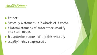 AndRoEcium:
 Anther:
 Basically 6 stamens in 2 whorls of 3 eachs
 2 lateral stamens of outer whorl modify
into staminodes
 3rd anterior stamen of the this whorl is
 usually highly suppressed .
 