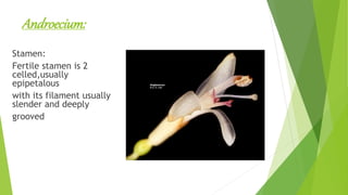 Androecium:
Stamen:
Fertile stamen is 2
celled,usually
epipetalous
with its filament usually
slender and deeply
grooved
 