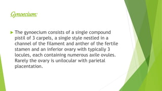 Gynoecium:
 The gynoecium consists of a single compound
pistil of 3 carpels, a single style nestled in a
channel of the filament and anther of the fertile
stamen and an inferior ovary with typically 3
locules, each containing numerous axile ovules.
Rarely the ovary is unilocular with parietal
placentation.
 