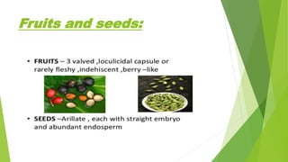 Fruits and seeds:
 