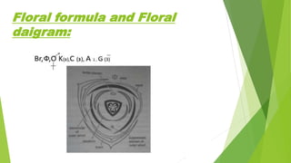 Floral formula and Floral
daigram:
 