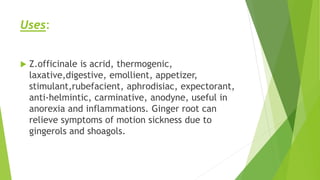 Uses:
 Z.officinale is acrid, thermogenic,
laxative,digestive, emollient, appetizer,
stimulant,rubefacient, aphrodisiac, expectorant,
anti-helmintic, carminative, anodyne, useful in
anorexia and inflammations. Ginger root can
relieve symptoms of motion sickness due to
gingerols and shoagols.
 