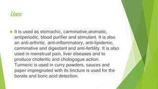 Uses:
 It is used as stomachic, carminative,aromatic,
antiperiodic, blood purifier and stimulant. It is also
an anti-arthritic, anti-inflammatory, anti-lipidemic,
carminative and digestant and anti-fertility. It is also
used in menstrual pain, liver diseases and to
produce choleritic and chologogue action.
Turmeric is used in curry powders, sauces and
paper impregnated with its tincture is used for the
borate and boric acid detection.
 