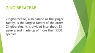 ZINGIBERACEAE:
Zingiberaceae, also named as the ginger
family, is the largest family of the order
Zingiberales, it is divided into about 53
genera and made up of more than 1300
species.
 