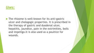 Uses:
 The rhizome is well-known for its anti-gastric
ulcer and cholagogic properties. It is prescribed in
the therapy of gastric and duodenal ulcer,
hepatitis, jaundice, pain in the extrimities, boils
and impetigo.lt is also used as a poultice for
wounds.
 