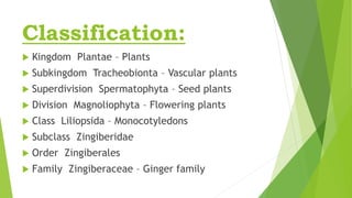 Classification:
 Kingdom Plantae – Plants
 Subkingdom Tracheobionta – Vascular plants
 Superdivision Spermatophyta – Seed plants
 Division Magnoliophyta – Flowering plants
 Class Liliopsida – Monocotyledons
 Subclass Zingiberidae
 Order Zingiberales
 Family Zingiberaceae – Ginger family
 