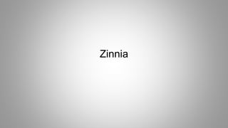 Zinnia
 