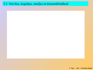 3.2 Netvlies, kegeltjes, staafjes en kleurenblindheid




                                                        P. Feys - Sint – Jorisschool Menen
 