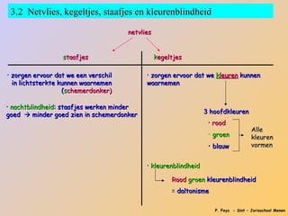 3.2 Netvlies, kegeltjes, staafjes en kleurenblindheid

                                       netvlies


                  staafjes                        kegeltjes

• zorgen ervoor dat we een verschil          • zorgen ervoor dat we kleuren kunnen
 in lichtsterkte kunnen waarnemen            waarnemen
                  (schemerdonker)

• nachtblindheid: staafjes werken minder
goed  minder goed zien in schemerdonker                          3 hoofdkleuren
                                                                   • rood
                                                                                       Alle
                                                                   • groen             kleuren
                                                                   • blauw             vormen


                                             • kleurenblindheid

                                                       Rood groen kleurenblindheid
                                                       = daltonisme

                                                                      P. Feys - Sint – Jorisschool Menen
 