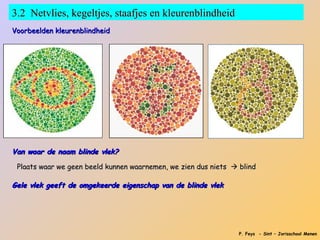 3.2 Netvlies, kegeltjes, staafjes en kleurenblindheid
Voorbeelden kleurenblindheid




Van waar de naam blinde vlek?

 Plaats waar we geen beeld kunnen waarnemen, we zien dus niets  blind

Gele vlek geeft de omgekeerde eigenschap van de blinde vlek




                                                                 P. Feys - Sint – Jorisschool Menen
 