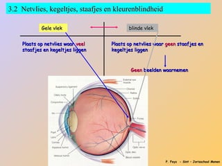3.2 Netvlies, kegeltjes, staafjes en kleurenblindheid

            Gele vlek                     blinde vlek


    Plaats op netvlies waar veel   Plaats op netvlies waar geen staafjes en
    staafjes en kegeltjes liggen   kegeltjes liggen



                                           Geen beelden waarnemen




                                                          P. Feys - Sint – Jorisschool Menen
 