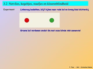 3.2 Netvlies, kegeltjes, staafjes en kleurenblindheid
Experiment   Linkeroog bedekken, blijf kijken naar rode bol en breng blad dichterbij




             Groene bol verdween omdat die met onze blinde vlek samenviel




                                                               P. Feys - Sint – Jorisschool Menen
 