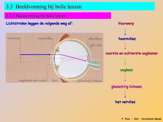 3.3 Beeldvorming bij bolle lenzen
3.3.3 Beeldvorming bij bolle lenzen
Lichtstralen leggen de volgende weg af:         Voorwerp



                                                 hoornvlies



                                          voorste en achterste oogkamer



                                                  ooglens



                                             glasachtig lichaam



                                               het netvlies



                                                   P. Feys - Sint – Jorisschool Menen
 