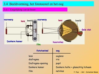 3.4 Beeldvorming, het fototoestel en het oog
3.4.1 Vergelijking van de bouw


voorwerp                         voorwerp           lens
               lens beeld                                           beeld



                                                                            Gele vlek




  Donkere kamer                                hoornvlies
                                 film

                                 fototoetsel     oog

                       lens                      ooglens
                       diafragma                 iris
                       Diafragma-opening         pupil
                       Donkere kamer             Donkere holte + glasachtig lichaam
                       film                      netvlies         P. Feys - Sint – Jorisschool Menen
 