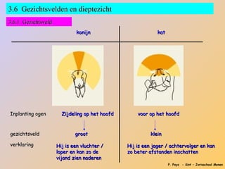 3.6 Gezichtsvelden en dieptezicht
3.6.1 Gezichtsveld
                             konijn                          kat




Inplanting ogen        Zijdeling op het hoofd       voor op het hoofd



gezichtsveld                 groot                        klein

verklaring           Hij is een vluchter /      Hij is een jager / achtervolger en kan
                     loper en kan zo de         zo beter afstanden inschatten
                     vijand zien naderen
                                                                   P. Feys - Sint – Jorisschool Menen
 