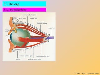 3.1 Het oog
3.1.2 Inwendige bouw




                       P. Feys - Sint – Jorisschool Menen
 