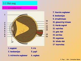 3.1 Het oog
3.1.2 Inwendige bouw

                                               7. Voorste oogkamer
 1
                                               8. lensbandjes
                                               9. straallichaam
                                          10
 2                                             10. glasachtig lichaam
                                          11
 3                                             11. Harde oogrok
 4                                        12
 5                                        13   12. vaatvlies
 6                                        14
 7                                             13. gele vlek
 8                                        15   14. netvlies
 9                                        16
                                               15. oogzenuw

        17                                     16 blinde vlek
                                               17 hoornvlies

     1. oogspier             4. iris
     2. lensbandjes          5. pupil

     3. Achterste oogkamer   6. ooglens

                                                        P. Feys - Sint – Jorisschool Menen
 
