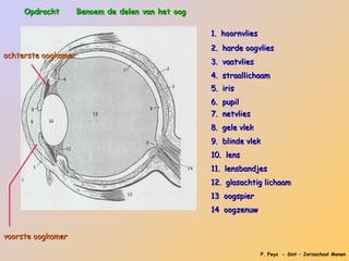 Opdracht      Benoem de delen van het oog

                                                 1. hoornvlies
                                                 2. harde oogvlies
achterste oogkamer
                                                 3. vaatvlies
                                                 4. straallichaam
                                                 5. iris
                                                 6. pupil
                                                 7. netvlies
                                                 8. gele vlek
                                                 9. blinde vlek
                                                 10. lens
                                                 11. lensbandjes
                                                 12. glasachtig lichaam
                                                 13 oogspier
                                                 14 oogzenuw


voorste oogkamer

                                                                 P. Feys - Sint – Jorisschool Menen
 