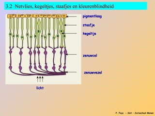 3.2 Netvlies, kegeltjes, staafjes en kleurenblindheid
                                     pigmentlaag

                                     staafje

                                     kegeltje




                                     zenuwcel



                                      zenuwvezel



              licht




                                                        P. Feys - Sint – Jorisschool Menen
 