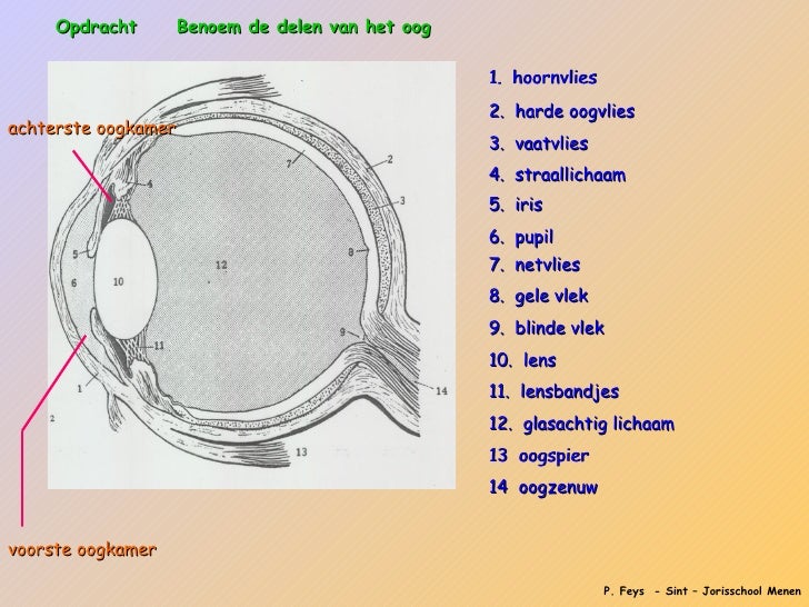 Zintuigen beeldvorming en oog Zintuigen beeldvorming en oog