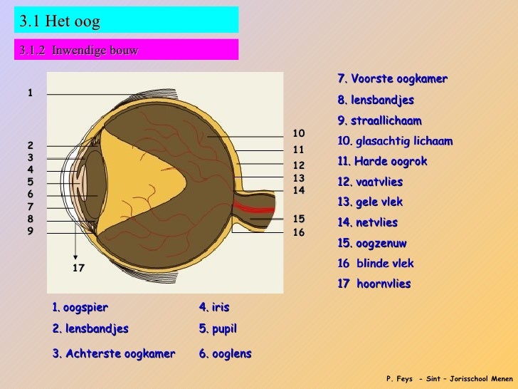 Zintuigen beeldvorming en oog af