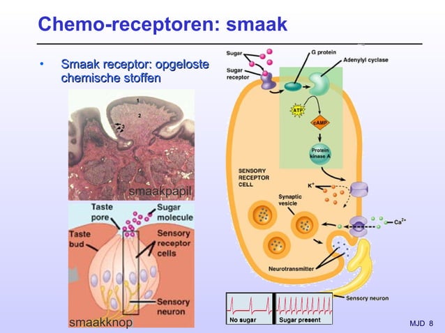 Zintuigfysiologie (2) (chemoreceptoren, smaak en geur) | PPT ...