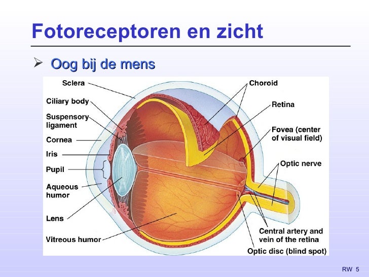 Zintuigfysiologie (2)