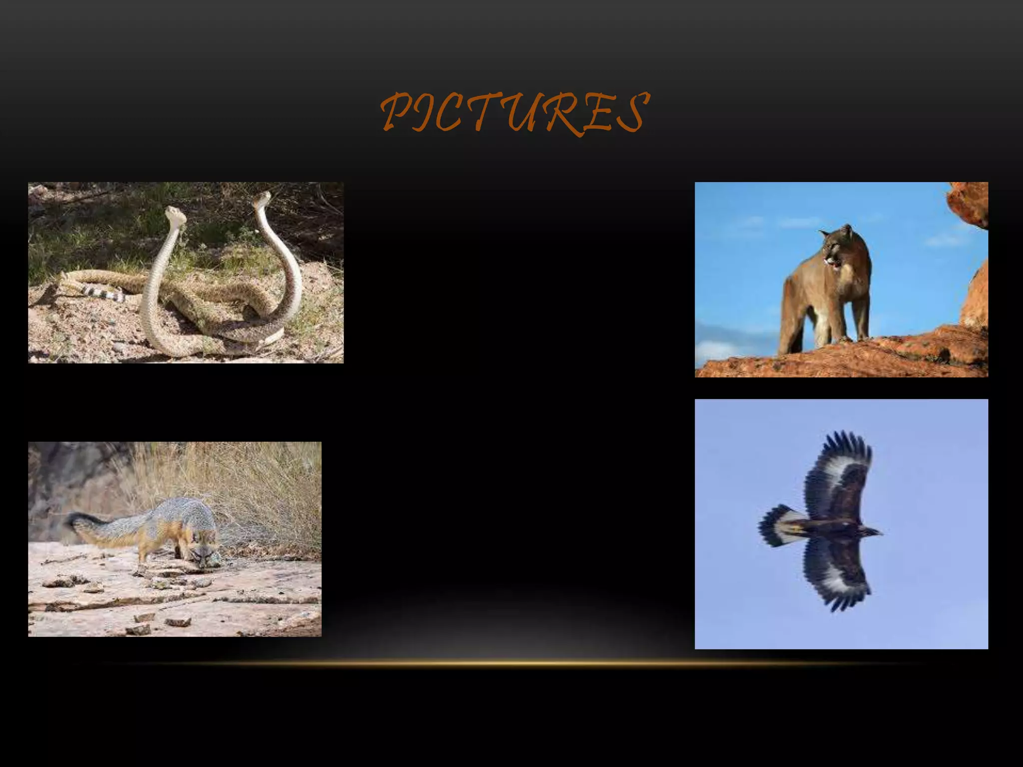 PICTURES
 