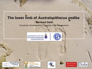 The lower limb of Australopithecus sediba
Bernhard Zipfel
Evolutionary Studies Institute, University of the Witwatersrand
 