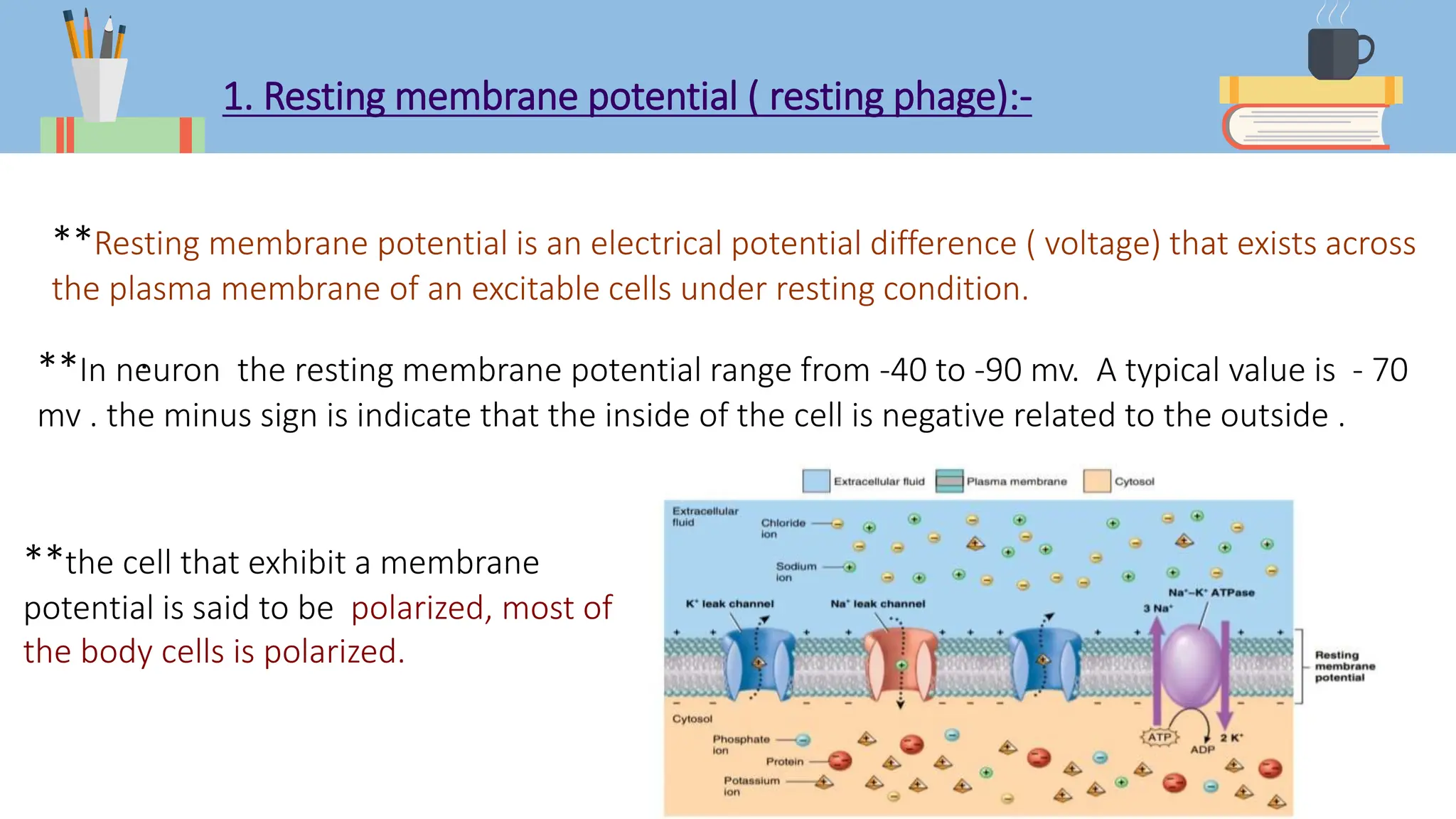 1. Resting membrane potential ( resting phage):-
**Resting membrane potential is an electrical potential difference ( voltage) that exists across
the plasma membrane of an excitable cells under resting condition.
**In neuron the resting membrane potential range from -40 to -90 mv. A typical value is - 70
mv . the minus sign is indicate that the inside of the cell is negative related to the outside .
.
**the cell that exhibit a membrane
potential is said to be polarized, most of
the body cells is polarized.
 
