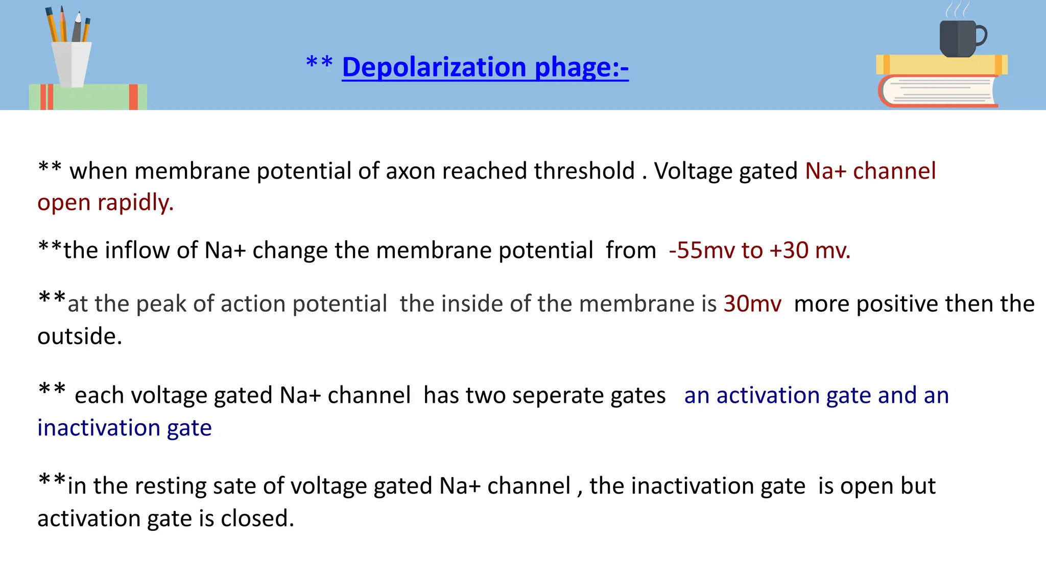 ** Depolarization phage:-
** when membrane potential of axon reached threshold . Voltage gated Na+ channel
open rapidly.
**the inflow of Na+ change the membrane potential from -55mv to +30 mv.
**at the peak of action potential the inside of the membrane is 30mv more positive then the
outside.
** each voltage gated Na+ channel has two seperate gates an activation gate and an
inactivation gate
**in the resting sate of voltage gated Na+ channel , the inactivation gate is open but
activation gate is closed.
 