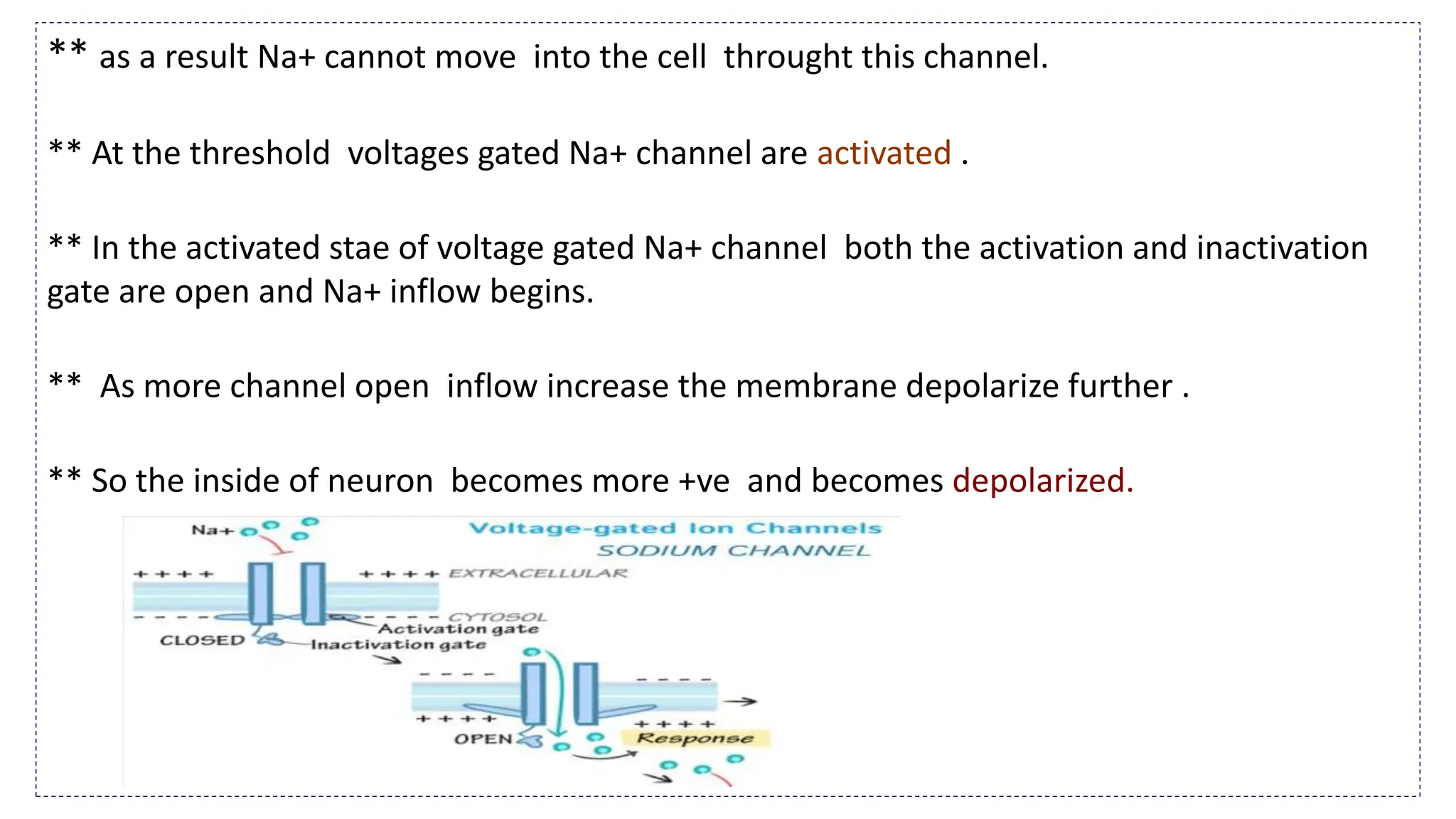 ** as a result Na+ cannot move into the cell throught this channel.
** At the threshold voltages gated Na+ channel are activated .
** In the activated stae of voltage gated Na+ channel both the activation and inactivation
gate are open and Na+ inflow begins.
** As more channel open inflow increase the membrane depolarize further .
** So the inside of neuron becomes more +ve and becomes depolarized.
 