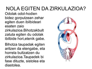 NOLA EGITEN DA ZIRKULAZIOA?
Odolak odol-hodien
bidez gorputzean zehar
egiten duen ibilbideari
esaten zaio
zirkulazioa.Bihotzakbult
zatuta egiten du odolak
ibilbide hori,etenik gabe.
Bihotza taupadak egiten
aritzen da etengabe, eta
horrela bultzatzen du
zirkulazioa.Taupadek bi
fase dituzte, sistolea eta
diastolea.

 