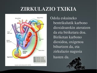 ZIRKULAZIO TXIKIA Odola eskuineko bentrikulutik karbono dioxidoarekin ateratzen da eta biriketara doa. Biriketan karbono dioxidoa, oxigenoa bihurtzen da, eta zirkulazio nagusia hasten   da. 
