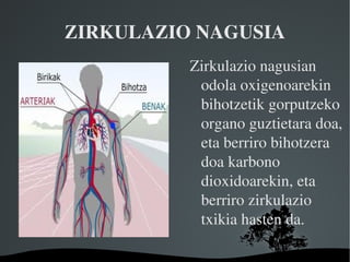 ZIRKULAZIO NAGUSIA Zirkulazio nagusian odola oxigenoarekin bihotzetik gorputzeko organo guztietara doa, eta berriro bihotzera doa karbono dioxidoarekin, eta berriro zirkulazio txikia hasten da. 