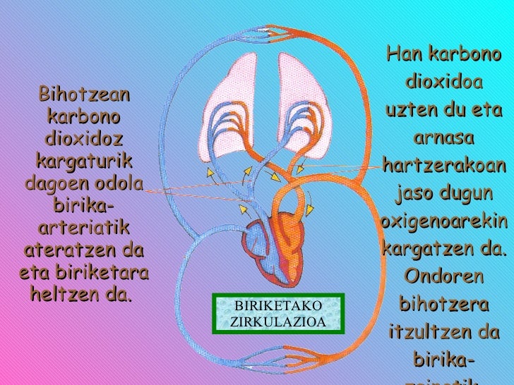 external image zirkulazio-aparatua-17-728.jpg?cb=1222337271