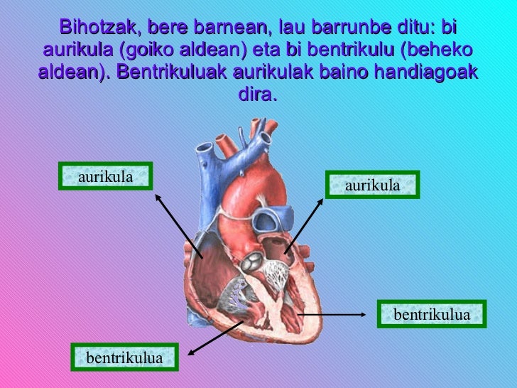 external image zirkulazio-aparatua-5-728.jpg?cb=1222337271