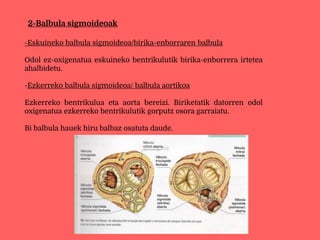2-Balbula sigmoideoak
-Eskuineko balbula sigmoideoa/birika-enborraren balbula
Odol ez-oxigenatua eskuineko bentrikulutik birika-enborrera irtetea
ahalbidetu.
-Ezkerreko balbula sigmoideoa/ balbula aortikoa
Ezkerreko bentrikulua eta aorta bereizi. Biriketatik datorren odol
oxigenatua ezkerreko bentrikulutik gorputz osora garraiatu.
Bi balbula hauek hiru balbaz osatuta daude.
 