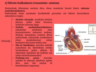 e) Bihotz-bulkadaren transmisio -sistema
Estimuluak bihotzean sortzen dira, ehun muskular berezi batez: sistema
exzitokonduktorea.
Estimuluak ehun muskular kardiakotik garraiatu eta bihotz barrunbeen
uzkurdura eragin.
ATALAK
• Nodulu sinusala: muskulu-zelulen
plexua, goiko kaba benaren
zuloaren aurrean dago.
• Nodulu aurikulobentrikularra:
eskuineko aurikulan sinu
koronarioaren zuloaren ondoan.
Nodulu sinusalean eratzen diren
estimuluak, eskuineko aurikularen
ehun muskularrean zehar
hedatzen dira hona heldu arte.
• His-en faszikulua: aurreko ataletik
zuzentzen da. Bentrikulu arteko
trenkadaren goiko aldean bi
adarretan banatzen da (eskuin eta
ezker bentrikuluetarako).
• Purkinje-ren sarea: Aurreko
ataleko bi adarrak adarkatu egiten
dira, sare bat osatuz bi
bentrikuluen inguruan.
 