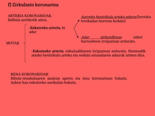 f) Zirkulazio koronarioa
ARTERIA KORONARIOAK
Balbula aortikotik atera.
MOTAK
-Ezkerreko arteria, bi
adar
Aurreko bentrikulu arteko adarra (bertako
trenkadan barrena hedatu)
Adar zirkunflexua: ezker
barrunbeen irrigazioaz arduratu.
-Eskuineko arteria: eskuinaldearen irrigazioaz arduratu. Hemendik
atzeko bentrikulu arteko eta nodulu sinusalaren adarrak irteten dira.
BENA KORONARIOAK
Bihotz-muskuluaren azalean agertu eta sinu koronarioan bukatu.
Azken hau eskuineko aurikulan bukatu.
 