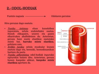 2.- ODOL-HODIAK
Funtzio nagusia Odolaren garraioa
Hiru geruzaz dago osatuta:
▪ Tunika intimoa: ehun konektiboz
inguratuta, zelula endotelialez osatua.
Honek elikagaien, uraren eta gasen
elkartrukea ahalbidetzen du. Arterietan,
geruza honi zuntz elastikoz osatutako
mintz bat, barruko mintz elastikoa,
gehitzen zaio.
▪ Erdiko tunika: zelula muskular leunez
osatuta dago eta, bereziki, hemodinamikan
hartzen du parte.
▪ Tunika adbentizioa: odol-hodiak inguruko
egiturekin batzen ditu. Arterietan, geruza
honen kanpoko aldean, kanpoko mintz
elastikoa agertzen da.
 