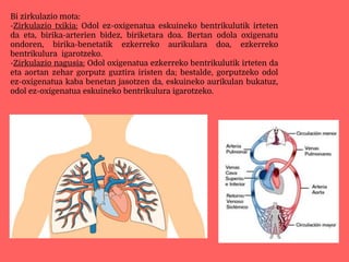 Bi zirkulazio mota:
-Zirkulazio txikia: Odol ez-oxigenatua eskuineko bentrikulutik irteten
da eta, birika-arterien bidez, biriketara doa. Bertan odola oxigenatu
ondoren, birika-benetatik ezkerreko aurikulara doa, ezkerreko
bentrikulura igarotzeko.
-Zirkulazio nagusia: Odol oxigenatua ezkerreko bentrikulutik irteten da
eta aortan zehar gorputz guztira iristen da; bestalde, gorputzeko odol
ez-oxigenatua kaba benetan jasotzen da, eskuineko aurikulan bukatuz,
odol ez-oxigenatua eskuineko bentrikulura igarotzeko.
 