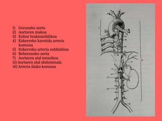 1) Goranzko aorta
2) Aortaren makoa
3) Enbor brakiozefalikoa
4) Ezkerreko karotida arteria
komuna
5) Ezkerreko arteria subklabioa
6) Beheranzko aorta
7) Aortaren atal torazikoa
11) Aortaren atal abdominala
18) Arteria iliako komuna
 