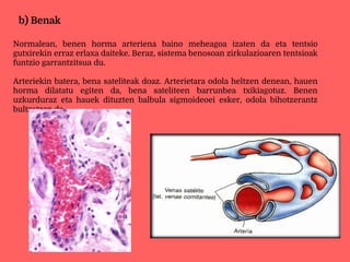 b) Benak
Normalean, benen horma arteriena baino meheagoa izaten da eta tentsio
gutxirekin erraz erlaxa daiteke. Beraz, sistema benosoan zirkulazioaren tentsioak
funtzio garrantzitsua du.
Arteriekin batera, bena sateliteak doaz. Arterietara odola heltzen denean, hauen
horma dilatatu egiten da, bena sateliteen barrunbea txikiagotuz. Benen
uzkurduraz eta hauek dituzten balbula sigmoideoei esker, odola bihotzerantz
bultzatzen da.
 