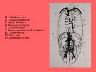 1) Goiko kaba bena
2) Bena brakiozefalikoa
6) Beheko kaba bena
7) Bena iliako komunak
8) Giltzurrun-benak
9) Bena espermatikoak edo obarikoak
10) Gibeleko benak
12) Azigo bena
13) Sahietsarteko benak
 