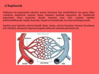 c) Kapilarrak
Odolaren eta gorputzeko ehunen artean burutzen den metabolitoen eta gasen elkar
trukaketa kapilarrek osatzen duten zabalera handiak laguntzen du. Kapilarrak
goputzeko ehun guztietan daude, hauetan izan ezik: azaleko epitelio
poliestratifikatuak, begiko korneak, begiaren kristalinoak eta ehun kartilaginosoak.
Kapilar-sare bakoitza arteria batetik dator; beraz, arteria buxatzen denean (tronbosia
edo enbolia), ehunaren hipoxia (oxigeno falta) eta nekrosia gertatzen da.
 