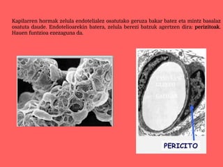 Kapilarren hormak zelula endotelialez osatutako geruza bakar batez eta mintz basalaz
osatuta daude. Endotelioarekin batera, zelula berezi batzuk agertzen dira: perizitoak.
Hauen funtzioa ezezaguna da.
 