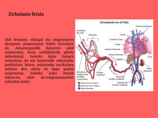 Zirkulazio fetala
Aldi fetalean, elikagai eta oxigenoaren
ekarpena plazentaren bidez burutzen
da. Amarengandik datorren odol
oxigenatua, bena unbilikaletik gibela
zeharkatuz, beheko kaba benara
zuzentzen da eta hemendik eskuineko
aurikulara. Beraz, eskuineko aurikulara
heltzen den odola ez dago guztiz
oxigenatua, beheko kaba benak
dakarren odol ez-oxigenatuarekin
nahasten baita.
 