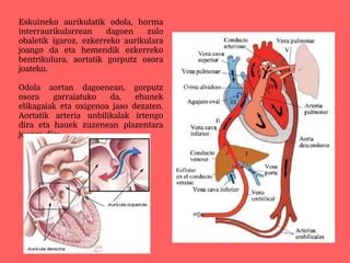 Eskuineko aurikulatik odola, horma
interraurikularrean dagoen zulo
obaletik igaroz, ezkerreko aurikulara
joango da eta hemendik ezkerreko
bentrikulura, aortatik gorputz osora
joateko.
Odola aortan dagoenean, gorputz
osora garraiatuko da, ehunek
elikagaiak eta oxigenoa jaso dezaten.
Aortatik arteria unbilikalak irtengo
dira eta hauek zuzenean plazentara
joango dira.
 