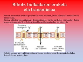 Bihotz-bulkadaren eraketa
eta transmisioa
Nodulu sinusalean ekintza-potentziala sortu ondoren, zuntz muskular kardiakoetara
pasatzen da.
Bertan, ekintza-potentzialaren despolarizazioa zuntz kardiako normaletan baino
luzeagoa izango da. Hori, kaltzio-kanal berezi batzuei esker gertatzen da.
Kaltzio-sarrera horren bidez, aktina-miosina zuntzek uzkurdura eragiteko behar
duten kaltzioa lortzen dute.
 